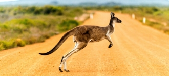 Brusca caída de los plazos de pago y el crédito comercial en Australia