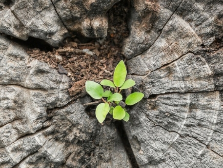 Analisis Credito y Caución