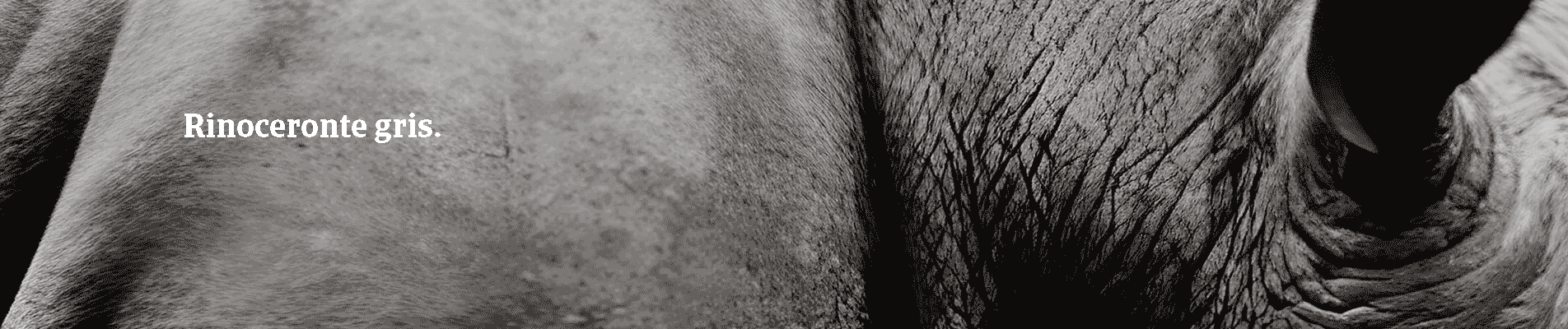 Rinoceronte gris. Un peligro obvio y muy probable. Como un impago - Crédito y Caución. 