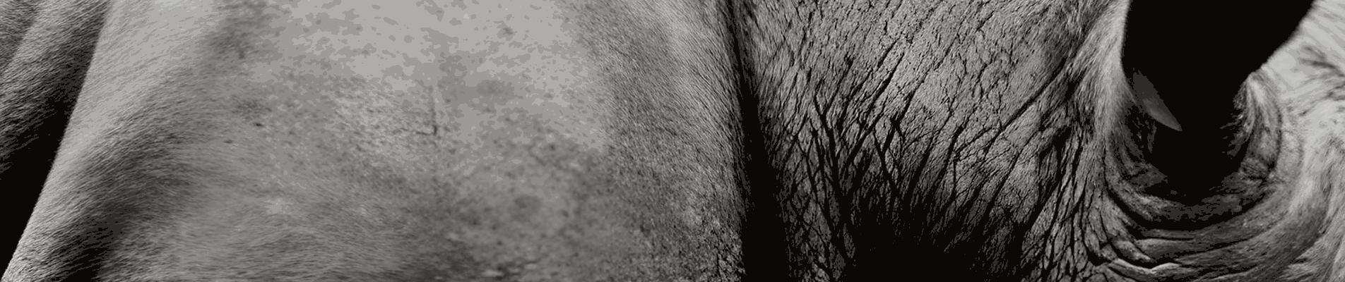 O Rinoceronte cinzento: É uma ameaça óbvcia e muito provável. Como o risco de um incumprimento - Crédito y Caución